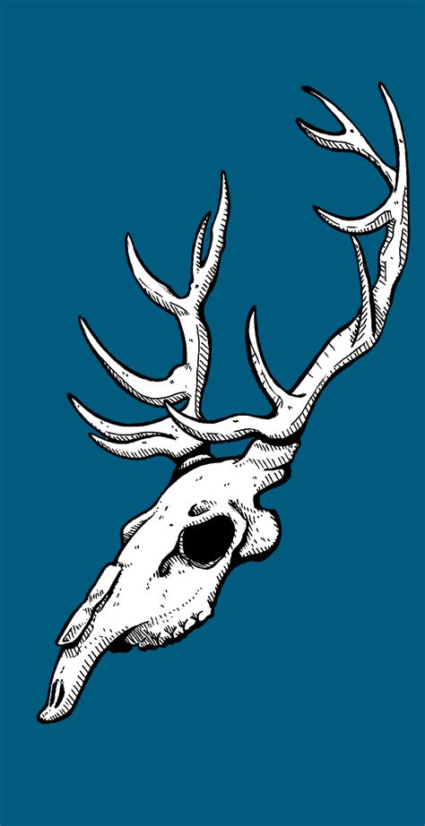Deer Skull Side View Drawing