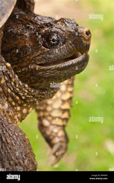 Image result for Snapper Turtle