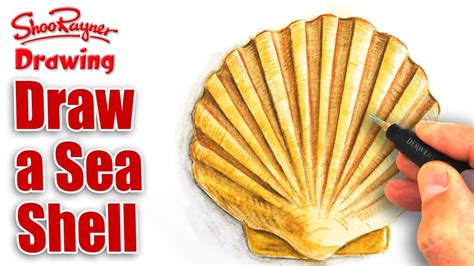 Seashell Drawing Tutorial 的图像结果