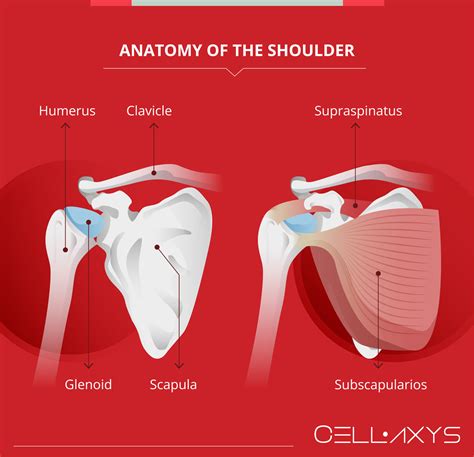 Why Is My Shoulder Pulsating , Arm Pain and Its Common and Serious Causes and Treatments – XDAAW