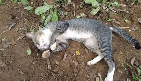 Sorprendido al enterarse de que el gato había estado visitando la ...