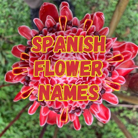 Spanish Flower Names: 150+ Flowers in Spanish