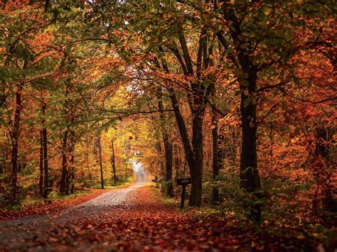 climate change: ‘Trees evolved over time to survive climate change ...