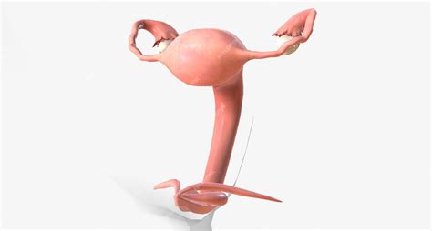 Image result for Reproductive System Baby