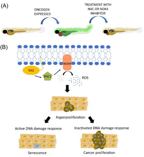 Zebrafish Models to Study the Crosstalk between Inflammation and NADPH ...