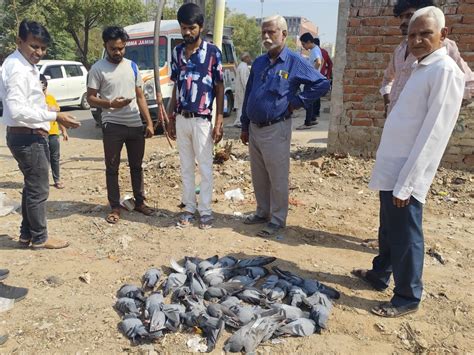More than 70 pigeons died in an open plot in Ahmedabad's Chandkheda ...