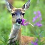 Image result for Temperate Forest Animals List