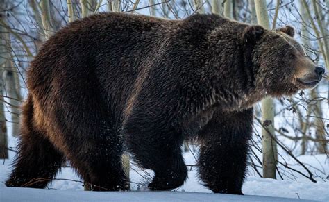 Species 的图像结果