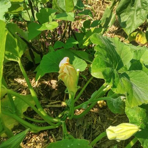 Climbing Courgette 'Tromboncino d'Albenga' (Cucurbita moschata) seeds