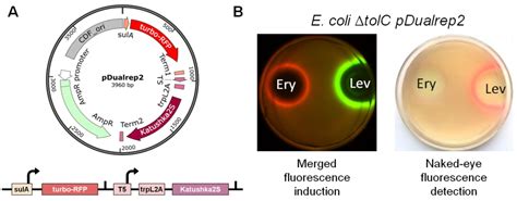 Mechanism-Based Approach to New Antibiotic Producers Screening among ...