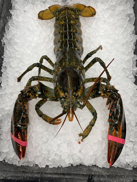 2-3 LB Lobsters - Lobster Maine-ia