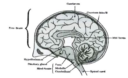 Draw a neat diagram of human brain and label on it the following parts ...