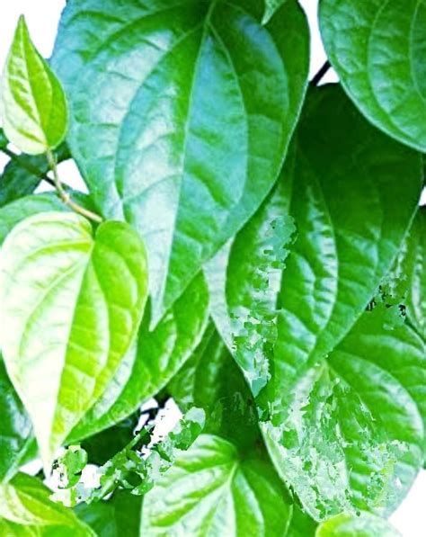 Royal Paradise Garden Rare Betel Leaf Plant Piper betel Medicinal 1 ...