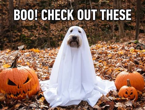 Funny Halloween Notes at Shirl Wright blog