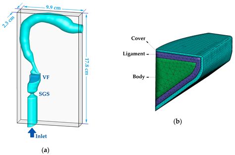 Vocal Fold Layers