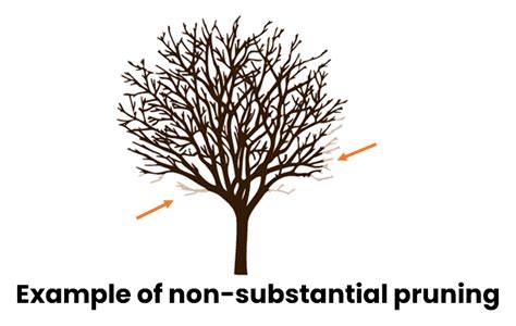 City Tree Maintenance | City of Davis, CA