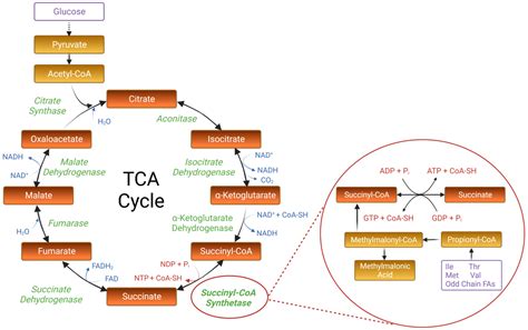 Succinyl-CoA Synthetase Dysfunction as a Mechanism of Mitochondrial ...