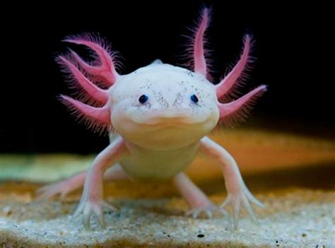 Image result for Fish in Turtle Python