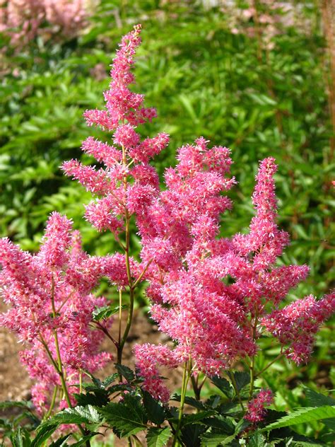 Perennial Shrubs Like The Deer 22 Deer Resistant Plants & Flowers