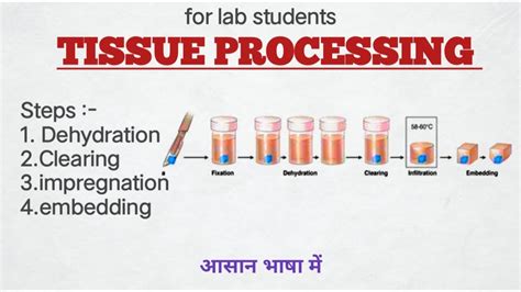 Tissue Processing Procedure 的图像结果