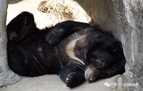 动物世界-亚洲黑熊 - 知乎