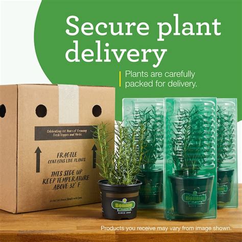 Shop Bonnie Plants Aromatic Herb Garden with Lavender, Mint, Rosemary ...