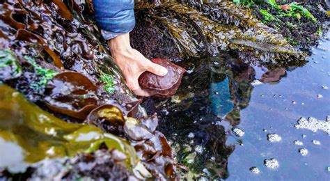 Best marine biology program in Oregon links students to career networks ...