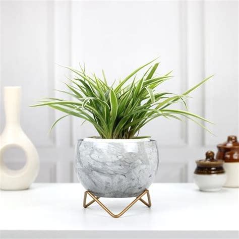 KYARI Beautiful Peacock Feather Print Metal Pot with Stand, Rust-Free ...