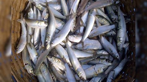Fish Tips: ইলিশ, পার্শে ছাড়ুন...! এই 'মাছ' খান, মুঠোয় রাখবে BP, হার্ট ...