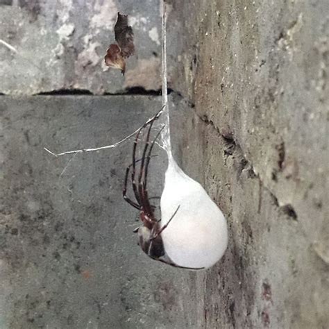 Black Widow Egg Sac