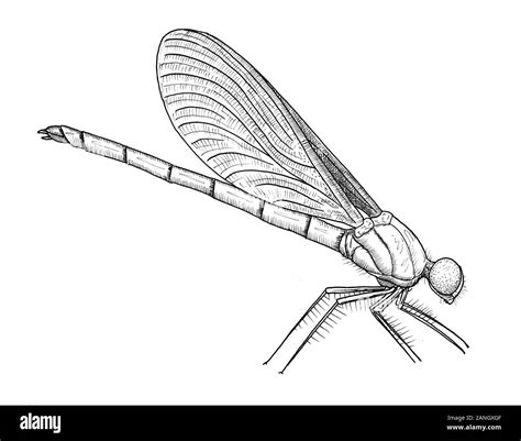 Dragonfly Drawing Images