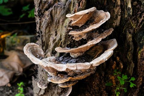 Spotlight on the Decomposers: Inside the Mysterious Lives of Fungi ...