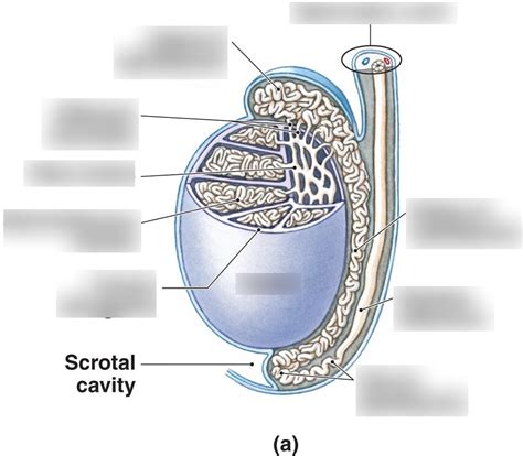 Image result for Testes Structure Class 12