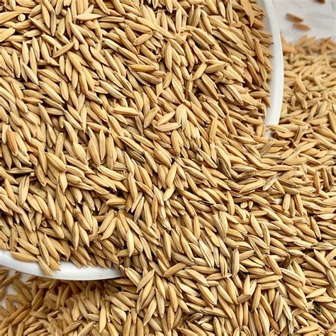 RNR-15048-Diafit Paddy Seeds-Sugarless – Vintage Farmers