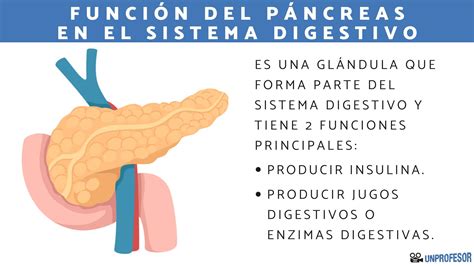 Función del páncreas en el sistema digestivo - Resumen