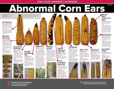 What Is A Ear Of Corn Called at Stan Denham blog