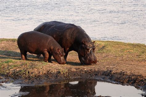 10 Fun Facts about Hippos - Kenya Wild Parks