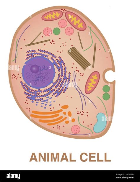 Cell Structure Unlabeled 的图像结果