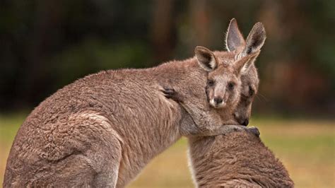 Download Animal Kangaroo HD Wallpaper by Belle Ciezak