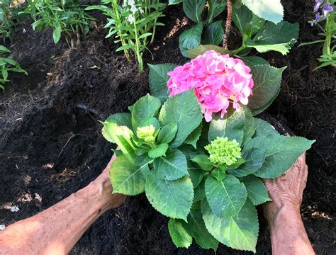 The Best Time to Plant Your Hydrangeas