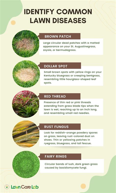 How To Identify And Treat Common Lawn Diseases - Lawn Care Lab