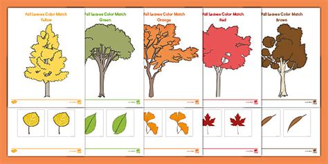Fall Leaves Worksheet | Fall Season | Twinkl USA