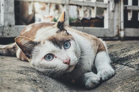 What to Know About Haws Syndrome in Cats