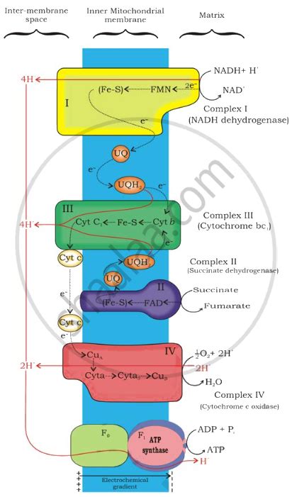 Explain ETS. - Biology | Shaalaa.com