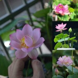 CRGO ™ RDX-361 Lotus Seeds Water Lily Plants for Ponds Small Hydroponic ...