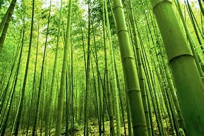 Image result for Cut Bamboo