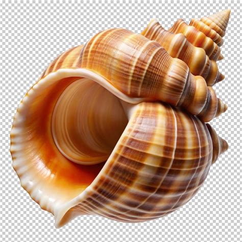 Image result for Shells without Backround