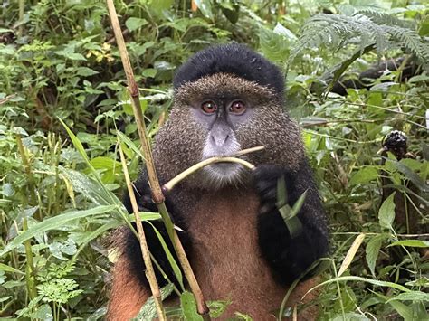 BIG APES AFRICA SAFARIS (2026) All You Need to Know BEFORE You Go (with ...