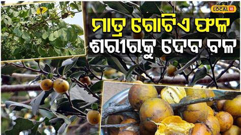 ମାତ୍ର ଗୋଟିଏ ଫଳ, ଶରୀରରେ ଆସିବ ଘୋଡା ପରି ବଳ Just one fruit, the body will ...