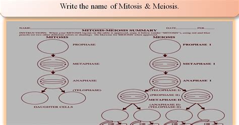 SONU ACADEMY: CELL DIVISION - ACTIVITY 4